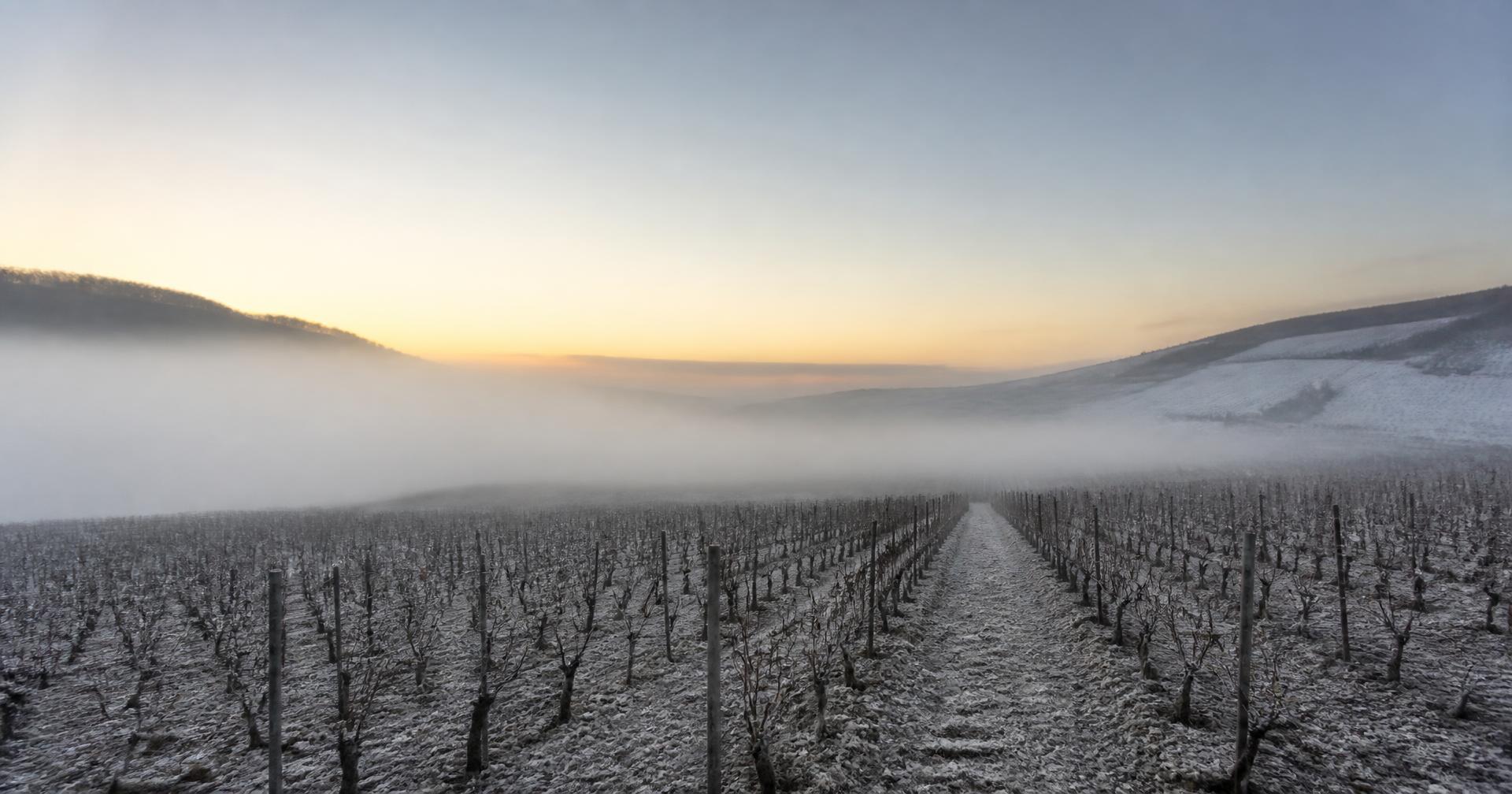 Vignes de champagne en hiver, sol crayeux et brume